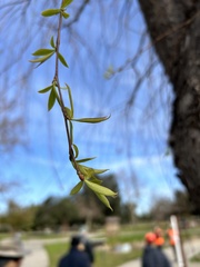 Salix babylonica