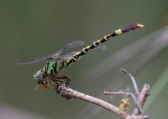 Paragomphus elpidius