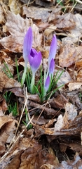 Crocus tommasinianus