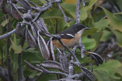 Laniarius ferrugineus