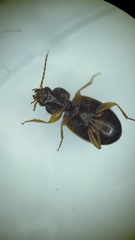 Trechus obtusus