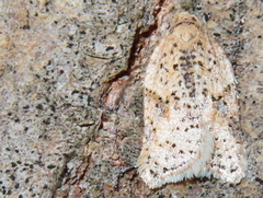 Acleris subnivana