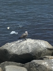 Leucophaeus modestus