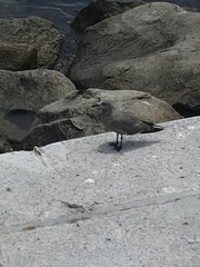 Leucophaeus modestus