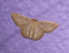 Chlorochlamys chloroleucaria