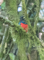 Apaloderma vittatum