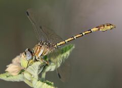 Crenigomphus hartmanni