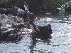 Spheniscus mendiculus