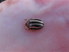 Agroiconota bivittata