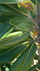 Magnolia grandiflora