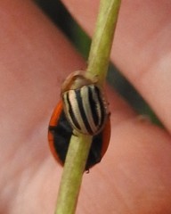 Agroiconota bivittata