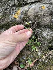 Draba ramosissima