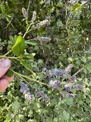 Ceanothus spinosus