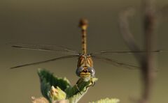 Crenigomphus hartmanni