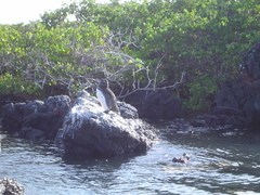 Spheniscus mendiculus