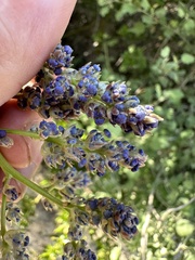 Ceanothus spinosus