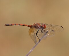 Trithemis werneri