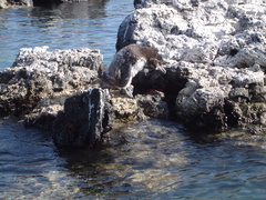 Spheniscus mendiculus