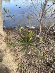 Myricaceae