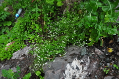 Asperula involucrata