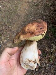 Boletus regineus