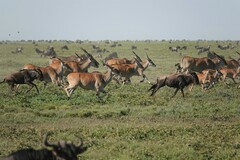 Tragelaphus oryx pattersonianus