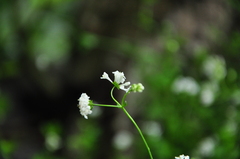 Asperula involucrata