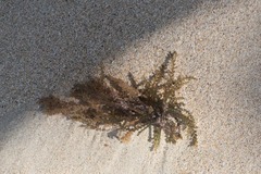 Acanthophora spicifera