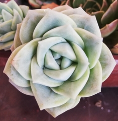 Sedeae