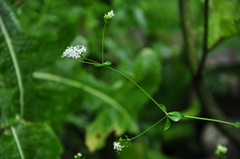 Asperula involucrata
