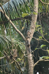 Funambulus tristriatus