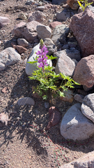 Lupinus arizonicus