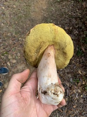 Boletus regineus
