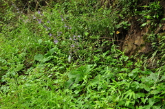 Salvia forskaehlei