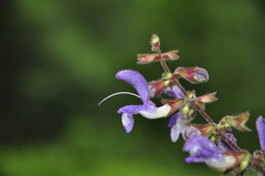 Salvia forskaehlei