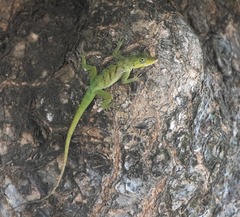 Anolis roquet