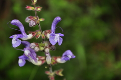 Salvia forskaehlei