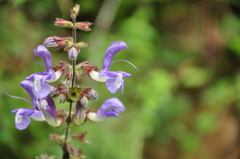 Salvia forskaehlei