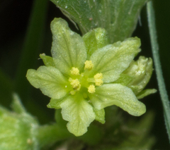 Ditaxis montevidensis