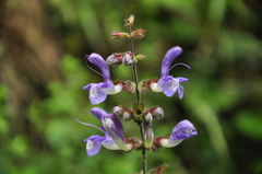 Salvia forskaehlei