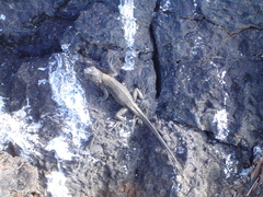 Microlophus albemarlensis