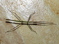 Diapheromeridae