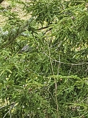 Junco hyemalis