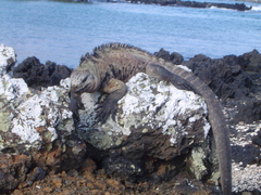 Amblyrhynchus cristatus