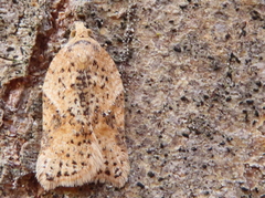 Acleris subnivana