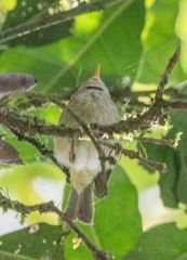 Phylloscopus umbrovirens