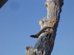 Microlophus albemarlensis