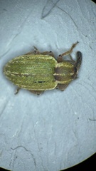 Hypera nigrirostris