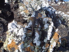 Microlophus albemarlensis