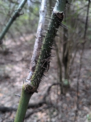 Smilax tamnoides